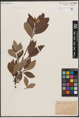 Foto von Salix caprea L.